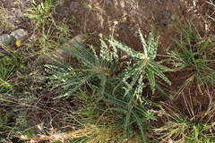 Xysmalobium