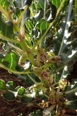 Xysmalobium