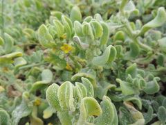 Tetragonia decumbens