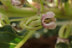 Xysmalobium