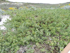 Tetragonia decumbens