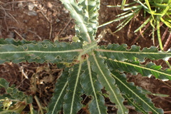 Xysmalobium