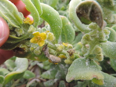Tetragonia decumbens