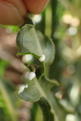Xysmalobium