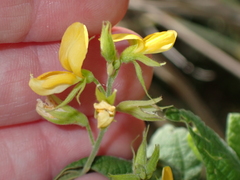 Rhynchosia reticulata