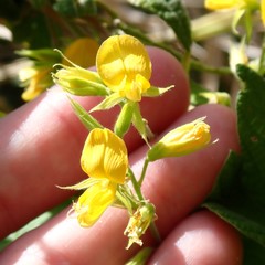 Rhynchosia reticulata