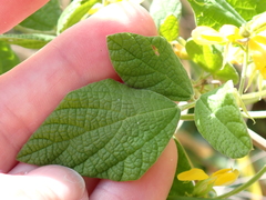 Rhynchosia reticulata