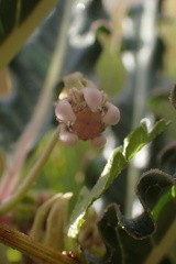 Xysmalobium