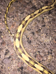 Bogertophis subocularis