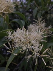 Tripodanthus acutifolius