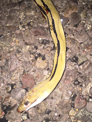 Bogertophis subocularis