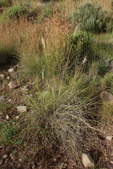 Tenaxia disticha