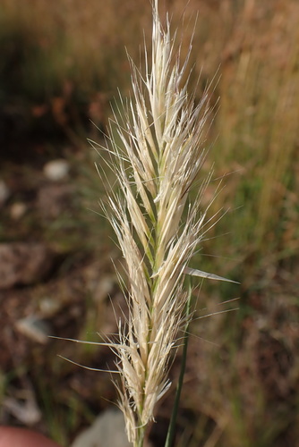 Tenaxia disticha