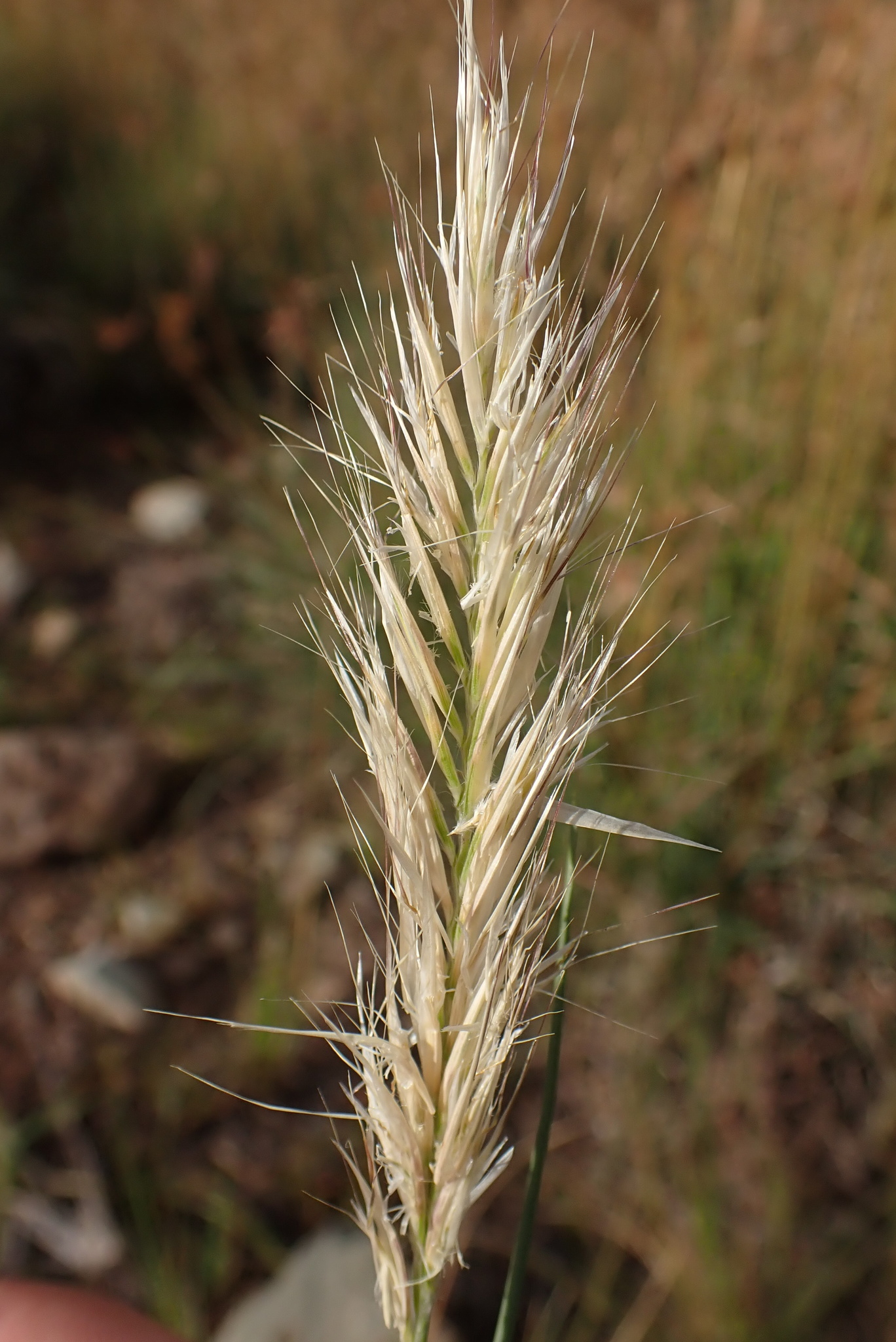 Tenaxia disticha