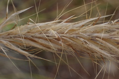Tenaxia disticha