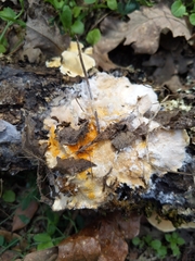 Hypomyces polyporinus