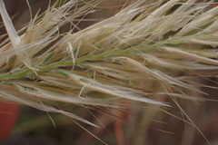 Tenaxia disticha