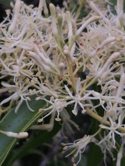 Tripodanthus acutifolius