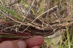 Tenaxia disticha