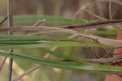 Tenaxia disticha