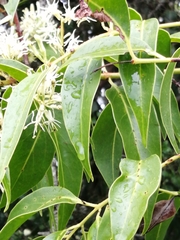 Tripodanthus acutifolius