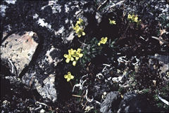 Draba incerta