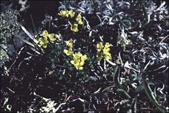 Draba incerta