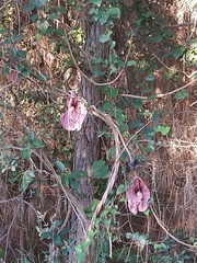 Aristolochia gigantea