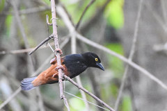 Ploceus castaneofuscus