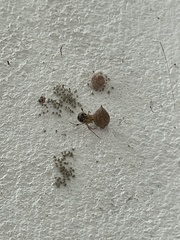 Parasteatoda tepidariorum