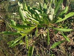 Erythroxylum tortuosum