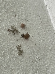 Parasteatoda tepidariorum