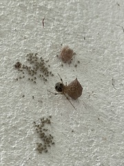 Parasteatoda tepidariorum