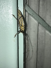 Deliathis quadritaeniator