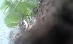Liolaemus lemniscatus