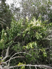 Tripodanthus acutifolius