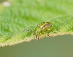 Calomela juncta