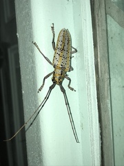 Deliathis quadritaeniator