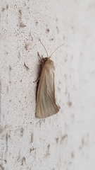 Heliocheilus moribunda