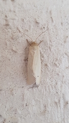 Heliocheilus moribunda