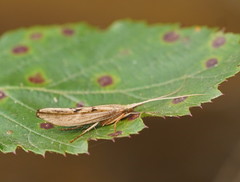 Kosrheithrus tillyardi