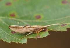 Kosrheithrus tillyardi