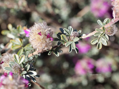Dalea pulchra