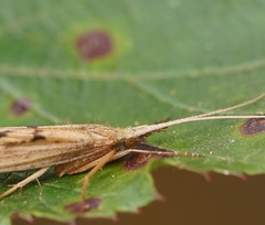 Kosrheithrus tillyardi