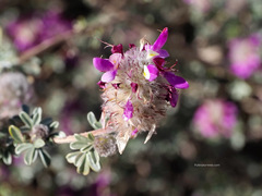 Dalea pulchra
