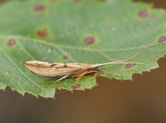 Kosrheithrus tillyardi