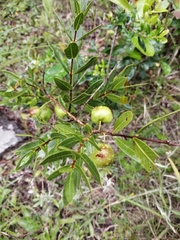 Psidium salutare