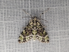 Sauris lichenias