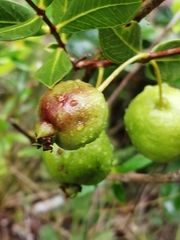 Psidium salutare