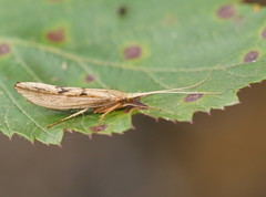 Kosrheithrus tillyardi